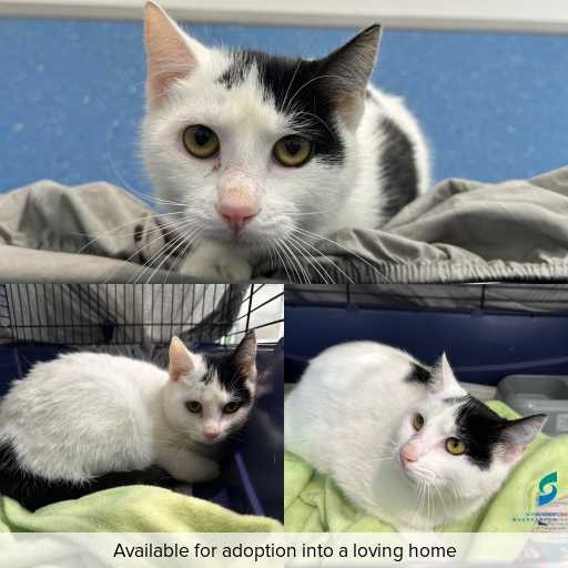 Photo of cat with ID of : C260447.