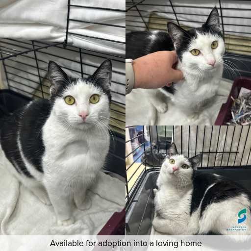 Photo of cat with ID of : C260448.