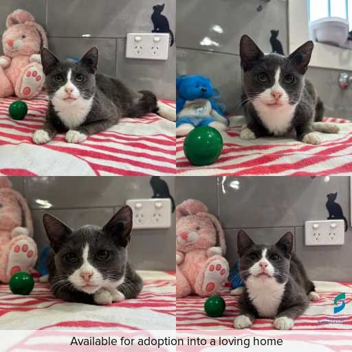 Photo of cat with ID of : C260454.