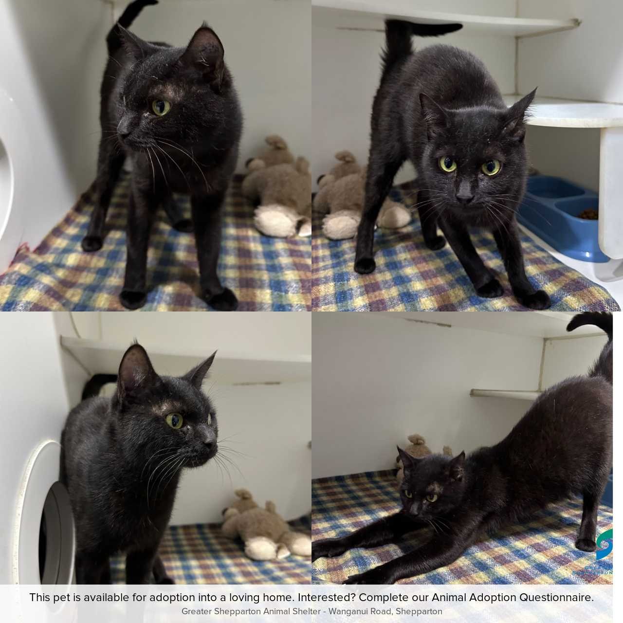 C260458 wilma