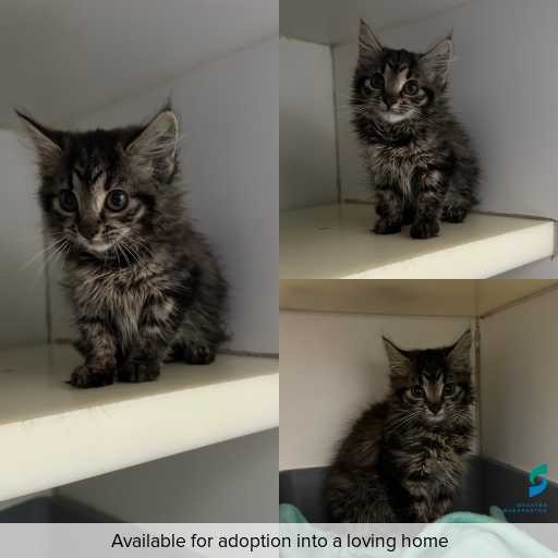 Photo of cat with ID of : C260459.
