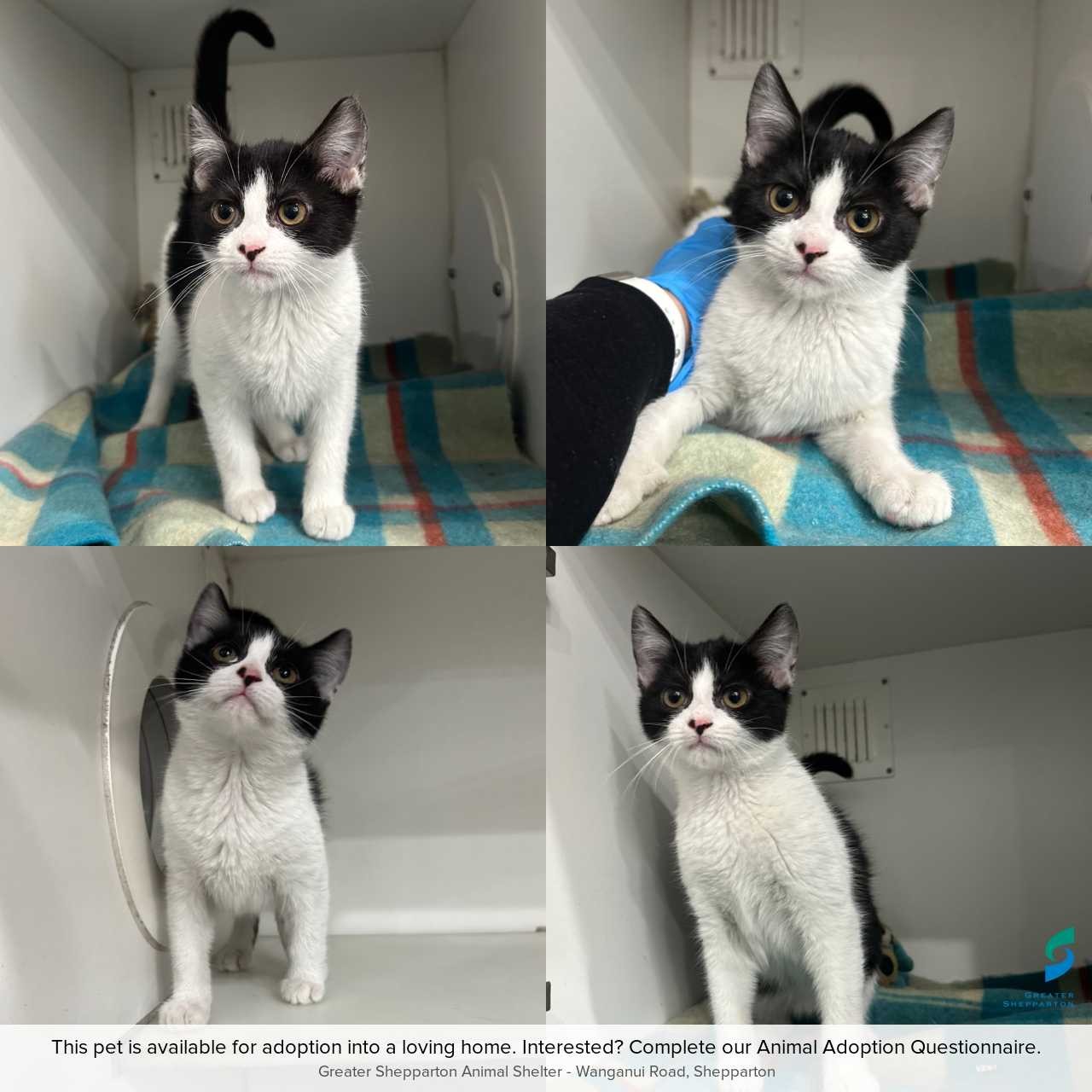 C260472 Benny