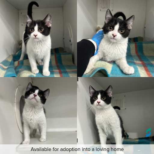 Photo of cat with ID of : C260472.