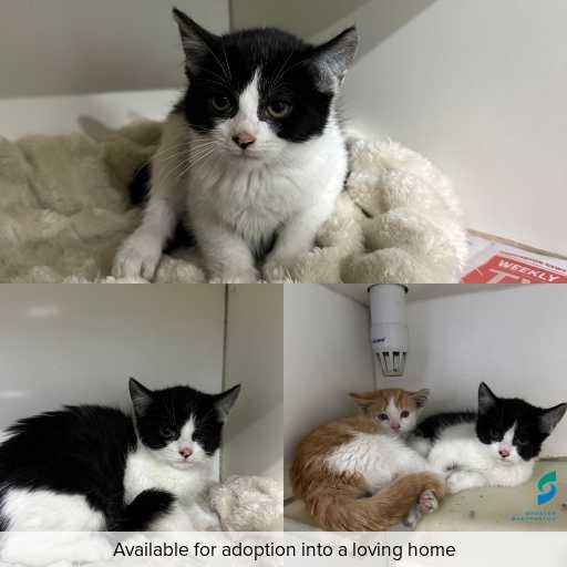 Photo of cat with ID of : C260472.