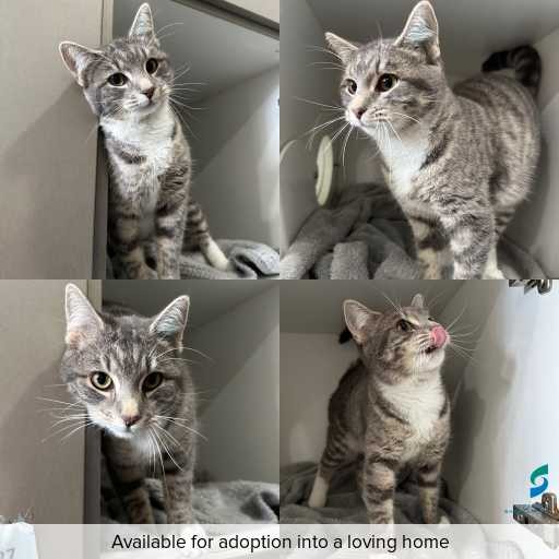 Photo of cat with ID of : C260484.