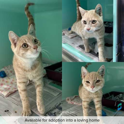 Photo of cat with ID of : C260543.