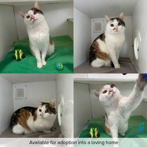 Photo of cat with ID of : C260651.