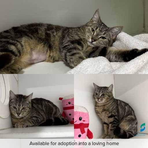 Photo of cat with ID of : C260675.