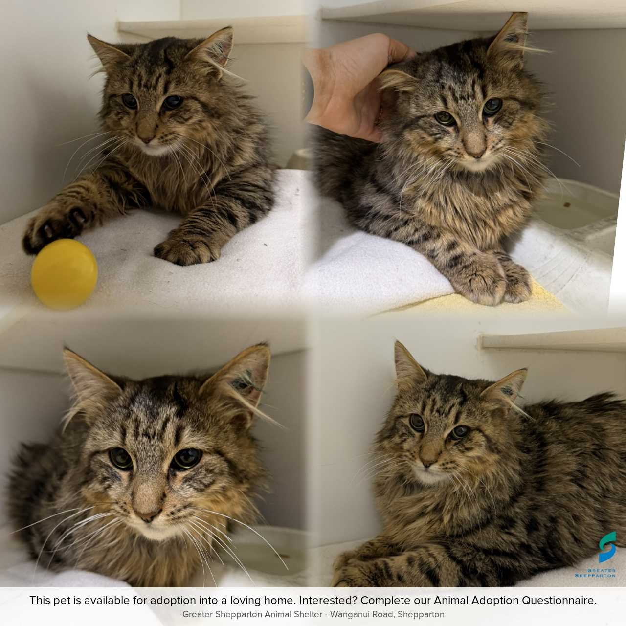 C260823 Muffin