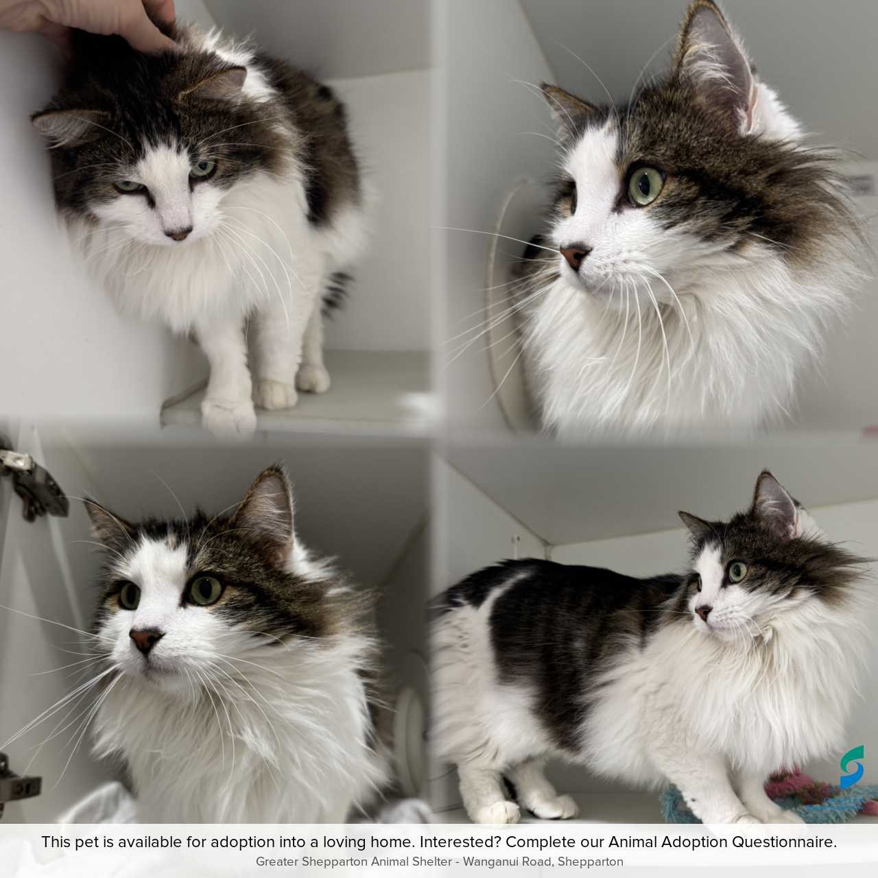 C260834 Ollie
