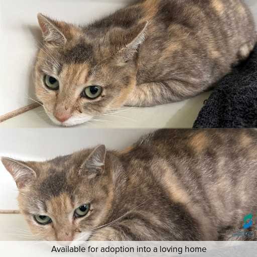 Photo of cat with ID of : C260848.