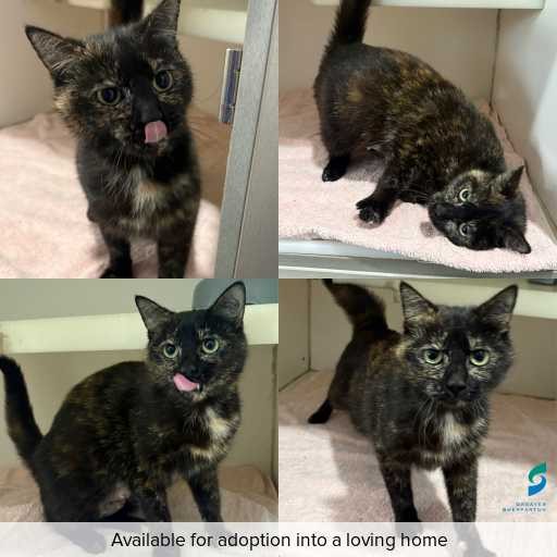 Photo of cat with ID of : C260903.