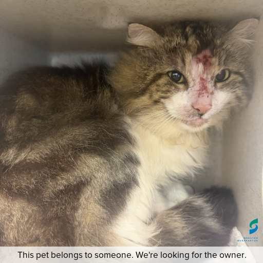 Photo of cat with ID of : C260924.