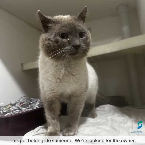 Photo of cat with ID of : C250886.