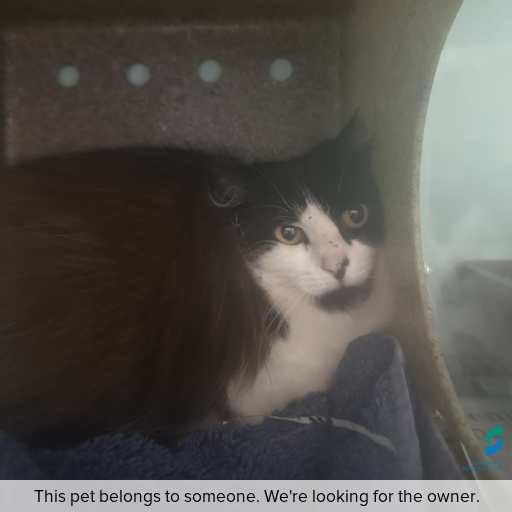Photo of cat with ID of : C250887.