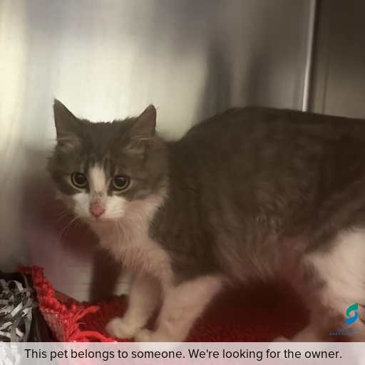 Photo of cat with ID of : C250896.