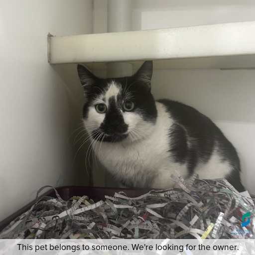 Photo of cat with ID of : C250898.