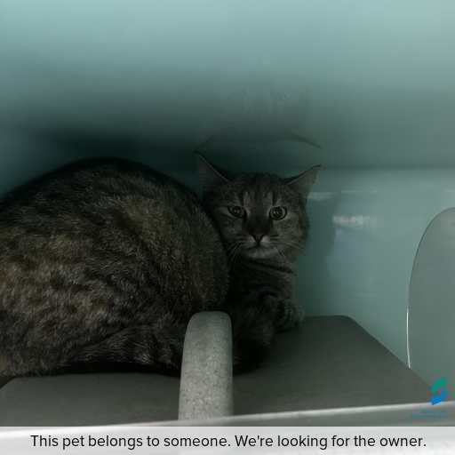 Photo of cat with ID of : C250899.
