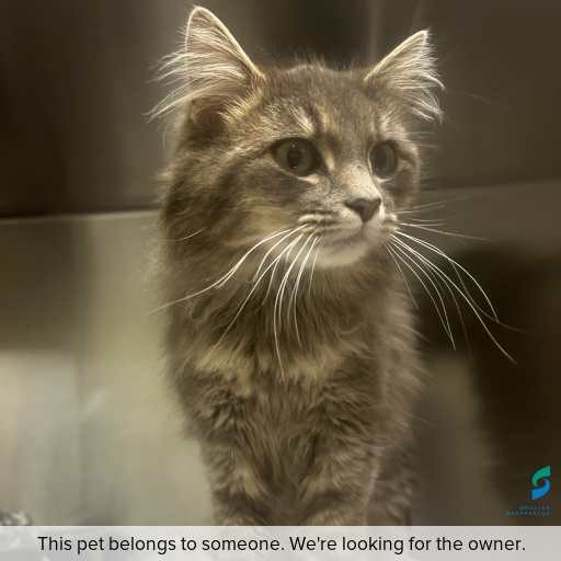 Photo of cat with ID of : C250895.