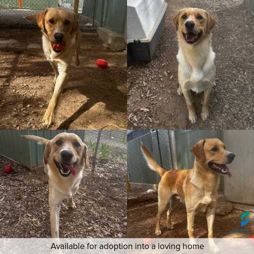 ID: D250549 Photo of dog with ID of : D250549.