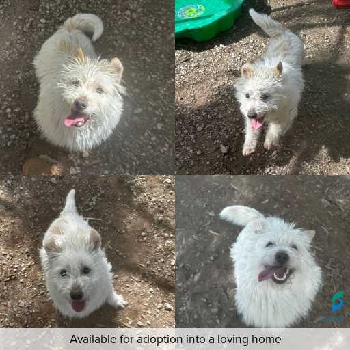 ID: D250551 Photo of dog with ID of : D250551.
