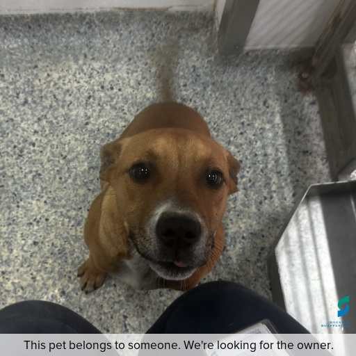 ID: D250582 Photo of dog with ID of : D250582.