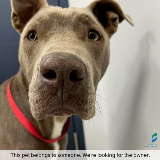 Photo of dog with ID of : D250646.