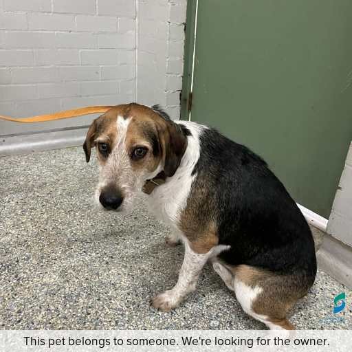 Photo of dog with ID of : D260085.