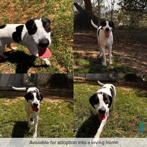 Photo of dog with ID of : D260086.