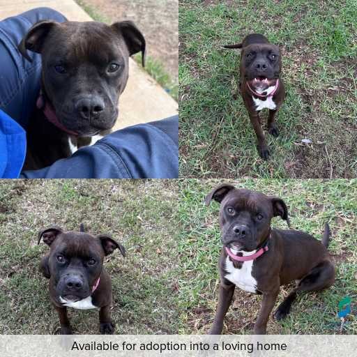 Photo of dog with ID of : D260266.