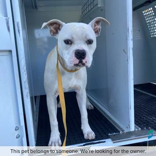 Photo of dog with ID of : D260289.