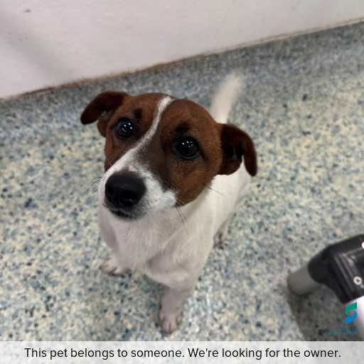 Photo of dog with ID of : D260441.