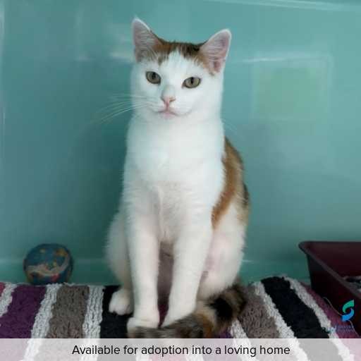 ID: C250049 Photo of this cat.
