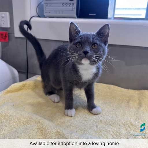 ID: C250080 Photo of this cat.