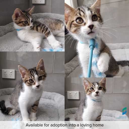 ID: C250081 Photo of this cat.