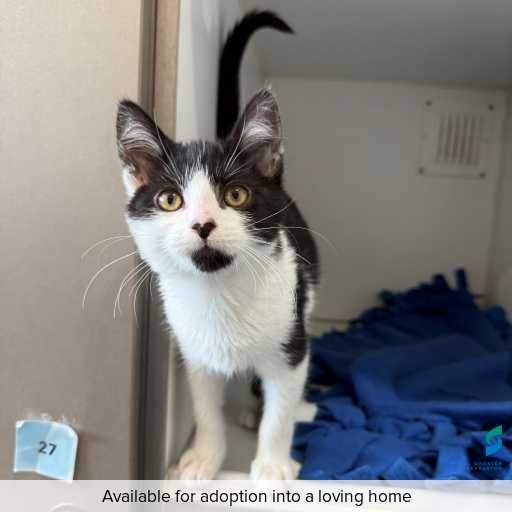 ID: C250141 Photo of this cat.