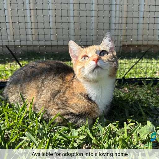ID: C250177 Photo of this cat.