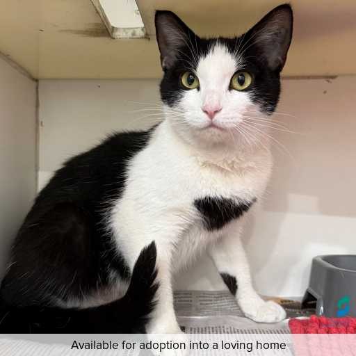 ID: C250181 Photo of this cat.