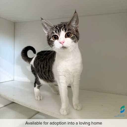 ID: C250251 Photo of this cat.