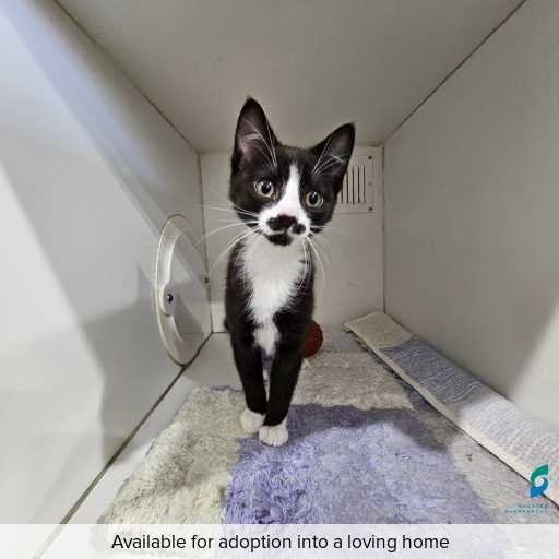 ID: C250324 Photo of this cat.