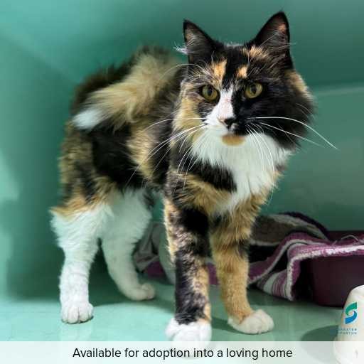 ID: C250328 Photo of this cat.