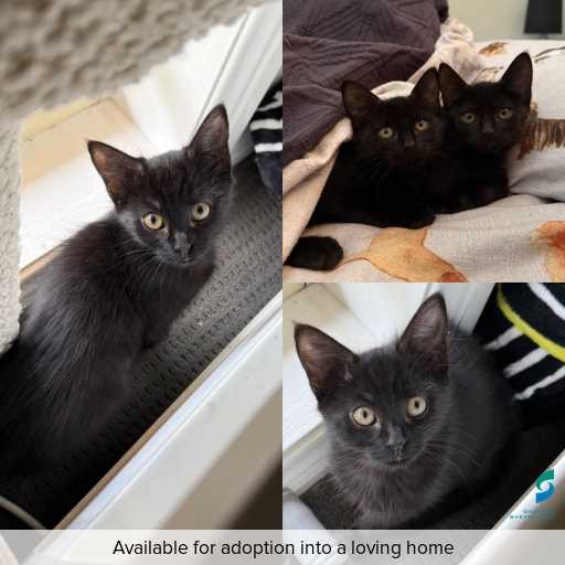 ID: C250338 Photo of this cat.