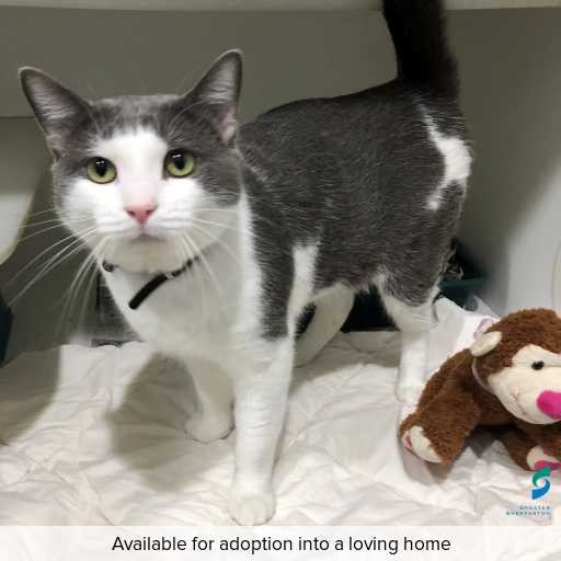 ID: C250346 Photo of this cat.
