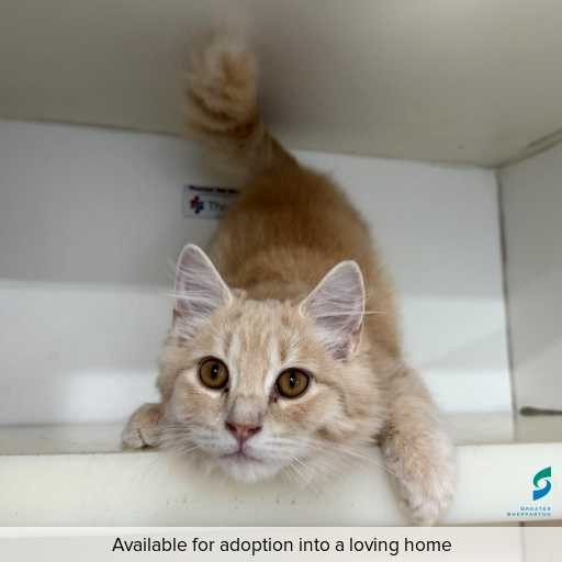 ID: C250356 Photo of this cat.