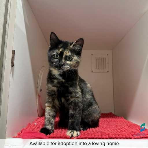 ID: C250360 Photo of this cat.