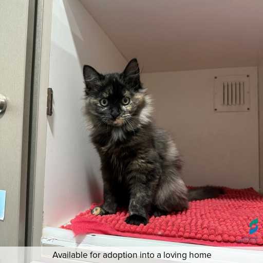 ID: C250361 Photo of this cat.