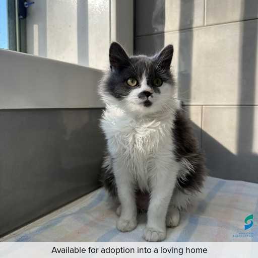 ID: C250389 Photo of this cat.