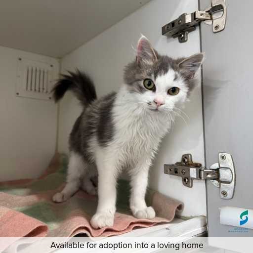 ID: C250391 Photo of this cat.