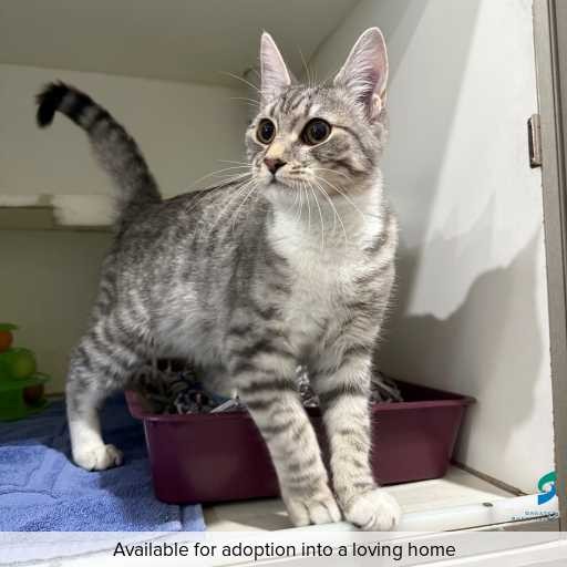 ID: C250405 Photo of this cat.