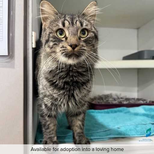ID: C250408 Photo of this cat.